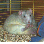 Fat fat rat
