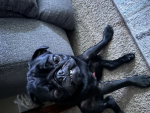 Pugsleylikestopiay123