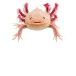 AXOLOTLS!!!