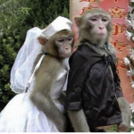 monke monkee