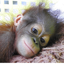 Orangutan House
