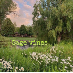 sage vines