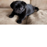 The pug ####