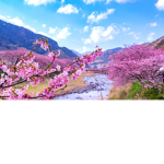 Flowers Blossom join if you want
