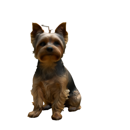 Yorkshire Terrier