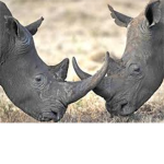 rhino Lovers