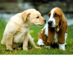 loving dog zone