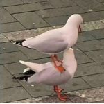 Bird?