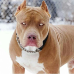 SnowzyYTB