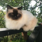 #Kitta