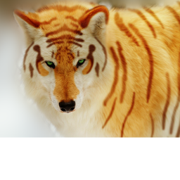 Tiger_wolf hang out