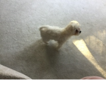 My pet Ella