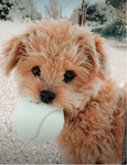 Pup stuff