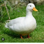 Duck clan duck duck duck