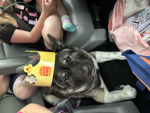 American akita fan group