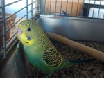 Parakeet club
