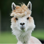 LLAMAS FOR LIFE