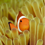 Clownfish Club