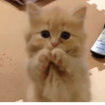 shulgszz