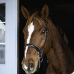 Walnut Romeo