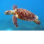 Mrturtleclub
