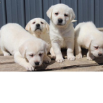 This is puppy life