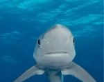 SillySharky