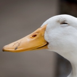 The Certified DUCKS