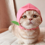 Cute Federation