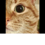 Cute cat ._.