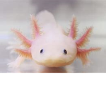 Axolotl budys