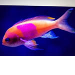 Fight For Fishy’s Fan Club