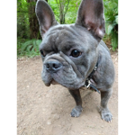 Frenchie Doggy Sqaud