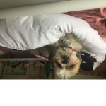 I love dogs, dog are the best!! Hope u like them!!