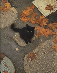 -cats are adorable! -
