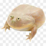 Frog Gang -_-
