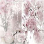 || cherry blossoms
