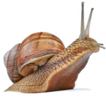 Snail Group