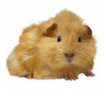 guinea pig lovers :D