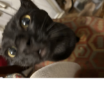 !mewz!