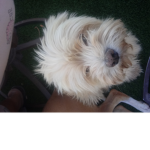 Doggo Wirld