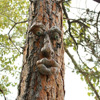 ROTWOOD