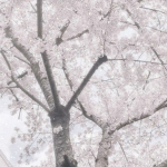 yeorin.