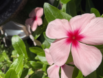 Olivia’s Flower Boutique