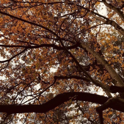 🍂⋆.˚