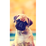 TeamDogsFOREVER