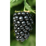 Blackberry Stables