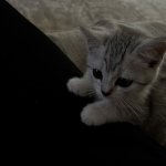 pawzkats