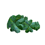 Clover 