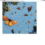 butterflys x